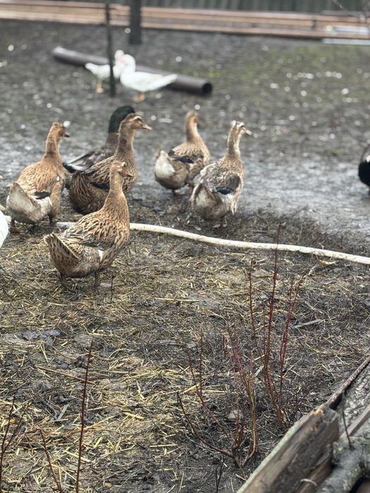 Rate românești de vanzare