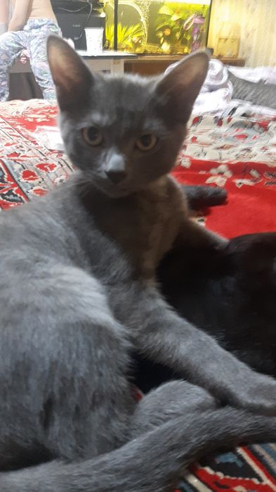 Бесплатно; Котята; Мальчики