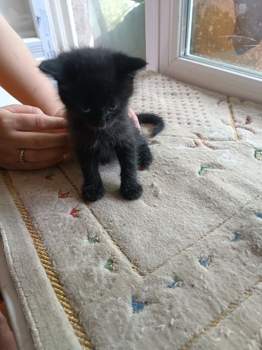 Отдам котят даром