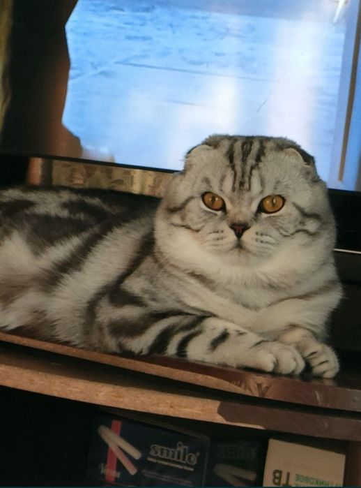 Вислоухие котята