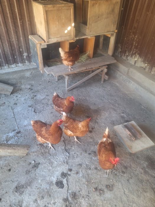 Куры породы Ломан Браун