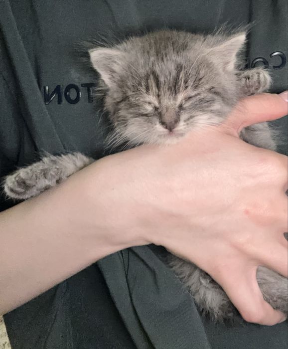 Котенок , очень маленький