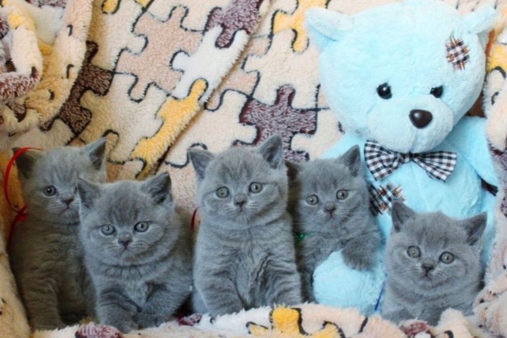 Мимишные британские котята