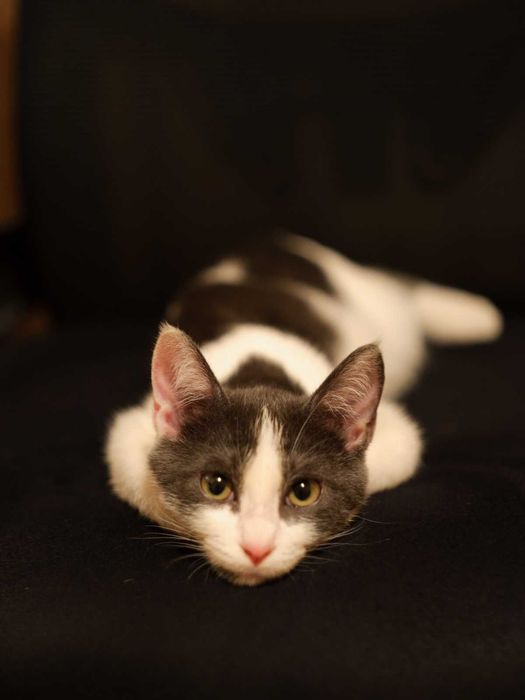 Котёнок Бруно, мальчик 4 месяца