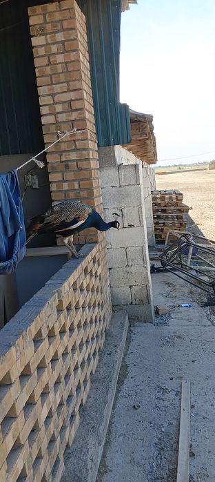 Павлин самец 2 года