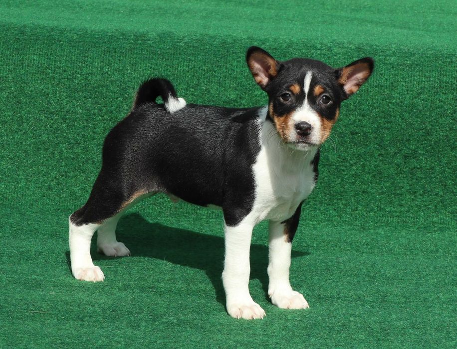 Basenji deosebit cu pedigree