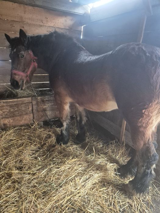 Iapa de vânzare sau schimb