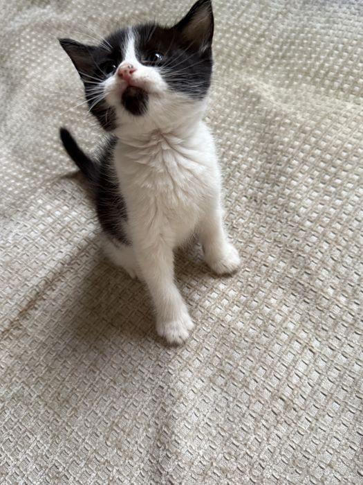 Смышленные котята