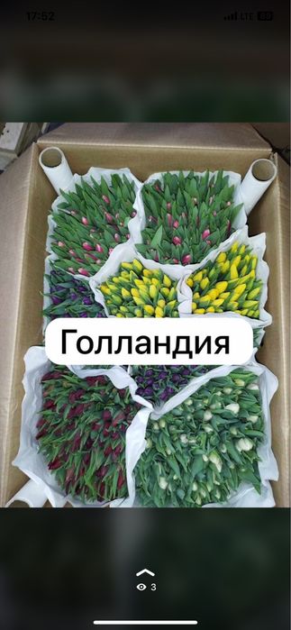 Самые крупные тюльпаны в Казахстане бутон до 10 см