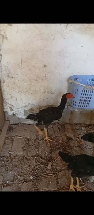 Жужалар сотилади