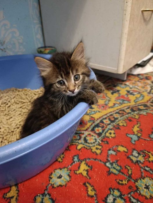 Домашние котята (4 месяца. отдам в добрые руки)