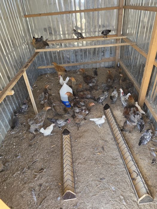 Vând păsări de curte