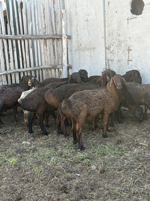 Продам гиссарских баранов производителей