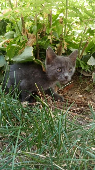 Отдам котенка в хорошие руки