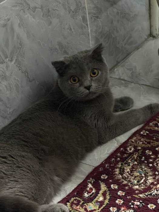 Британский фолд и страйд