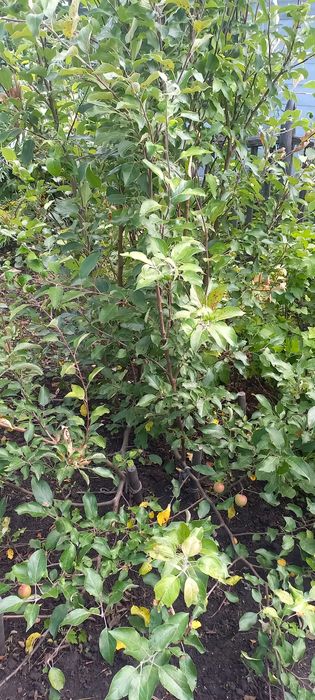 Продам дачный участок