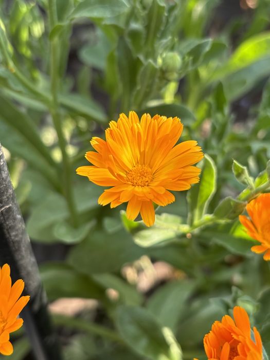 цветы семена календула