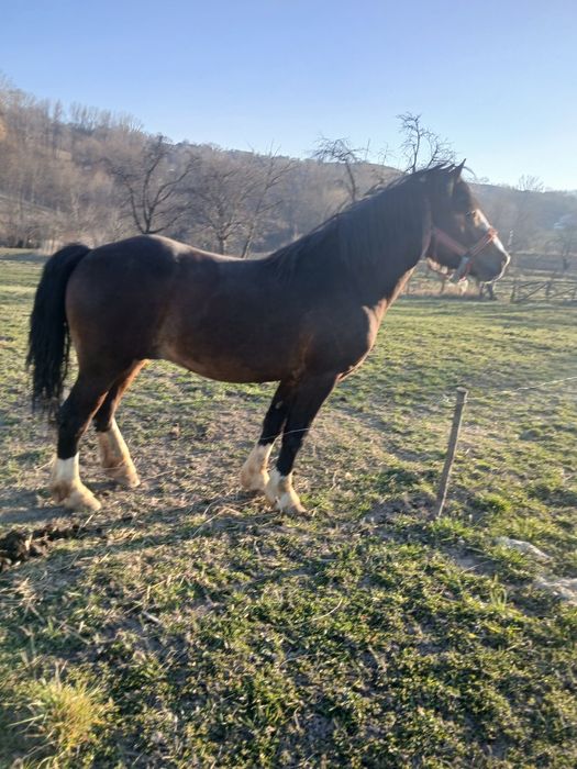 Vand cal de 1 an jumatate