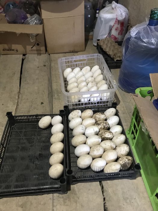 Продам гусинные яйца!