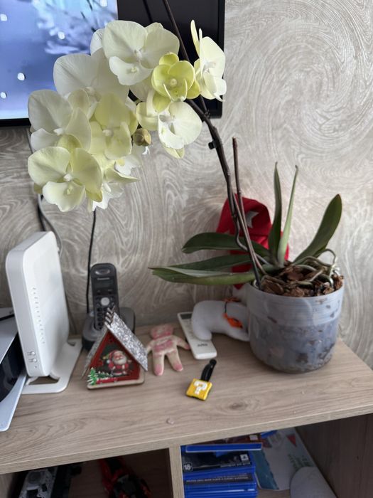 Орхидея фаленопсис