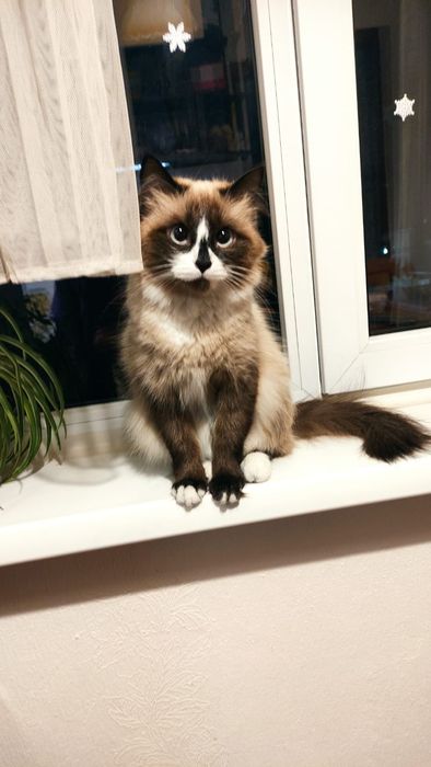 Потерялась кошка