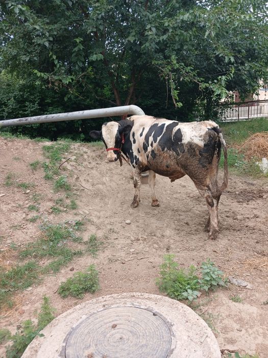 Zotdor buqa sotiladi
