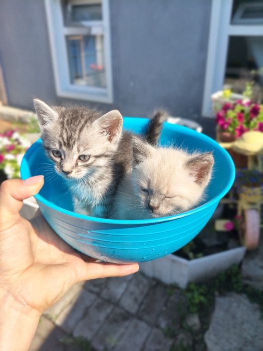 Котята, все мальчики