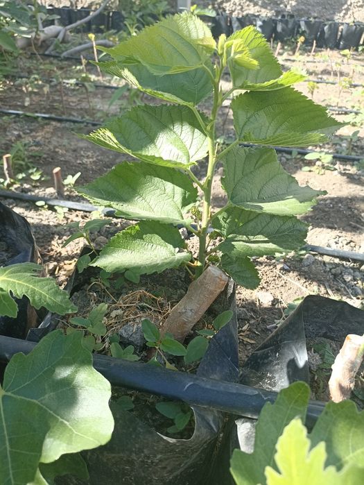 Noyob tut ko'chatlari — Gerardi Dwarf va Chicken Claw