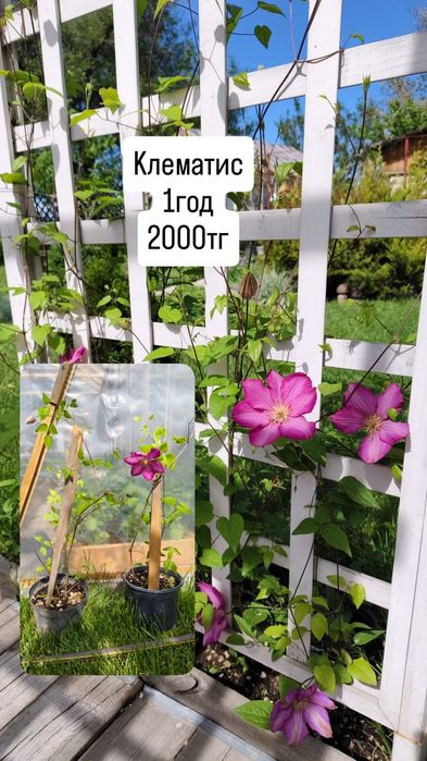 Цветы и растения для сада