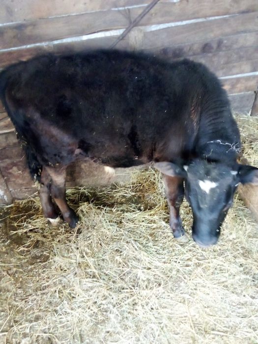 Vând vită tânără