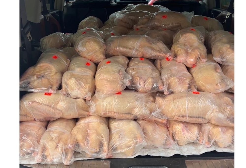 Гуси оптом домашние