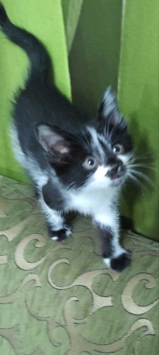 Пристраивается замечательный котёнок