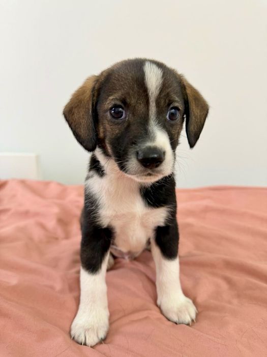 Щенки в добрые руки