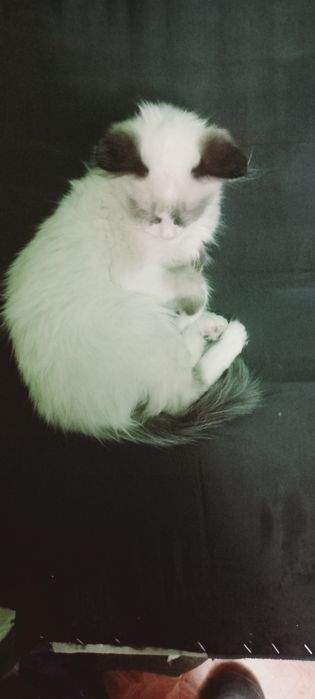Отдам котёнка в добрые руки