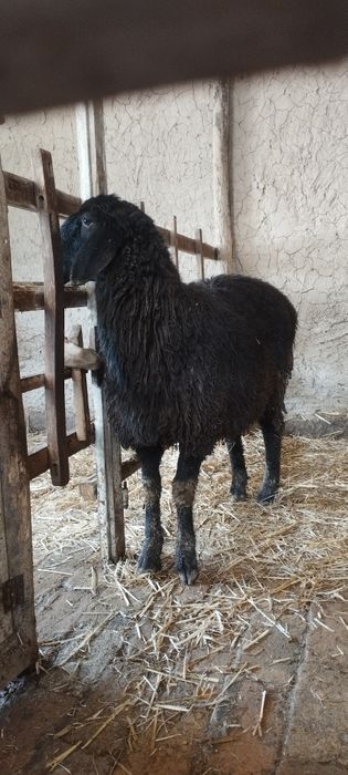 Qoʻzi qoʻchqor sotiladi