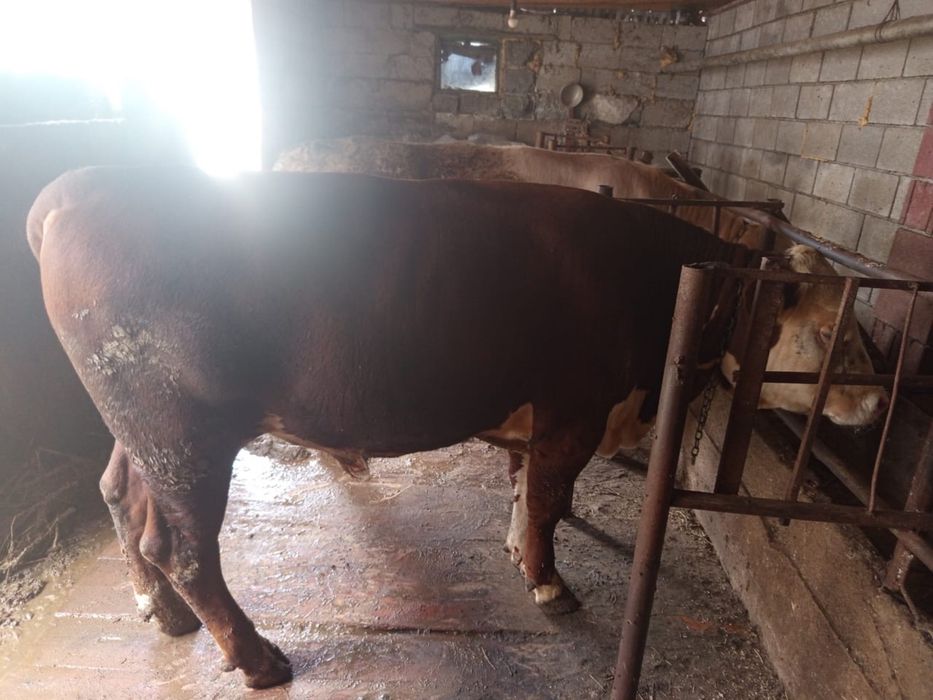 Продам бык возраст 1,6 месяцев