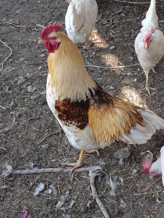 Петух Ломан Браун