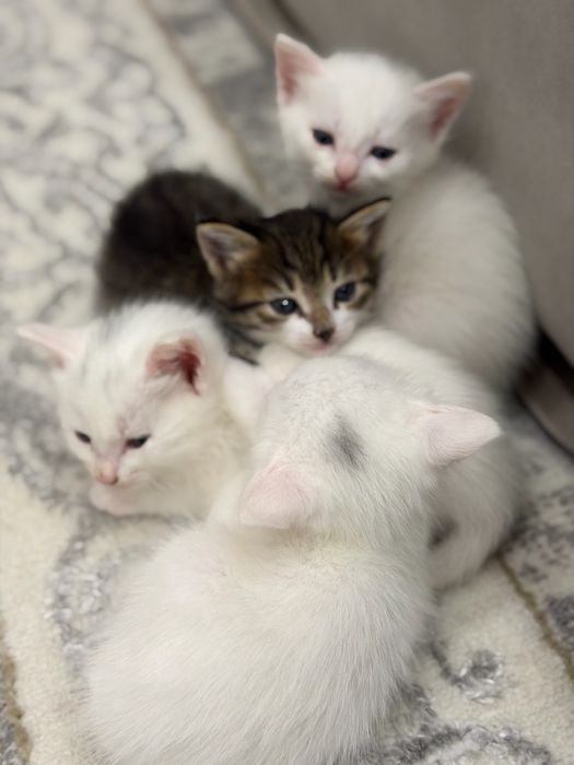 Котята смешанные