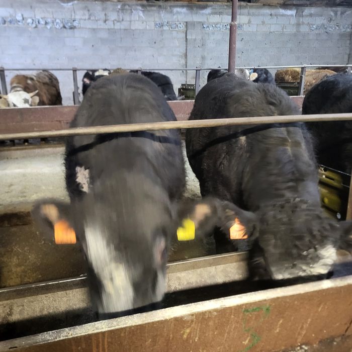 Продам 11 голов Ангусов