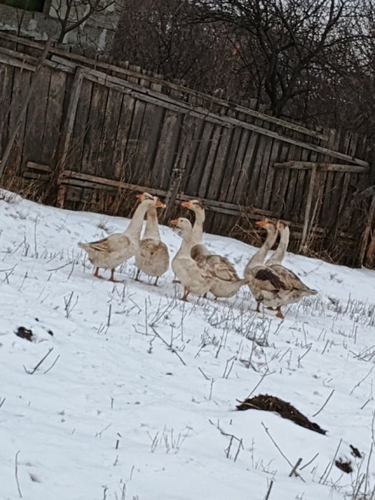 Gâscani tineri    din vară