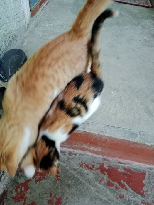 Котята,3 месяца,разные