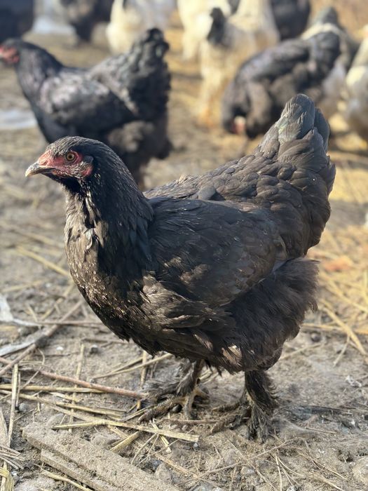 Черный брама продам семья