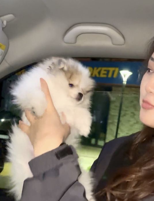 Щпиц померанский