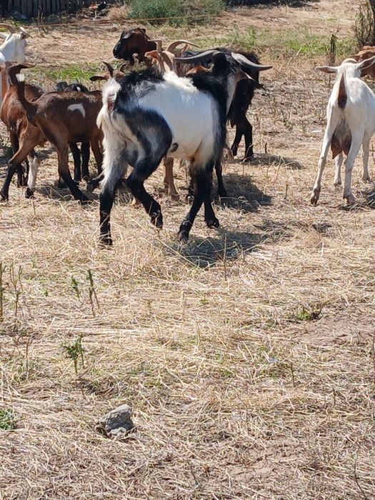 Țap mior de vânzare