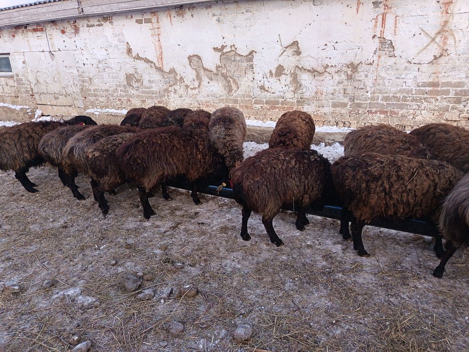 Еділбай тұқымды қошқарлар сатылады