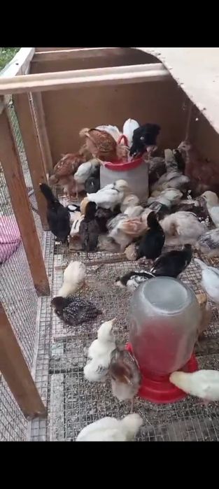 Цыплята, Адлер.,