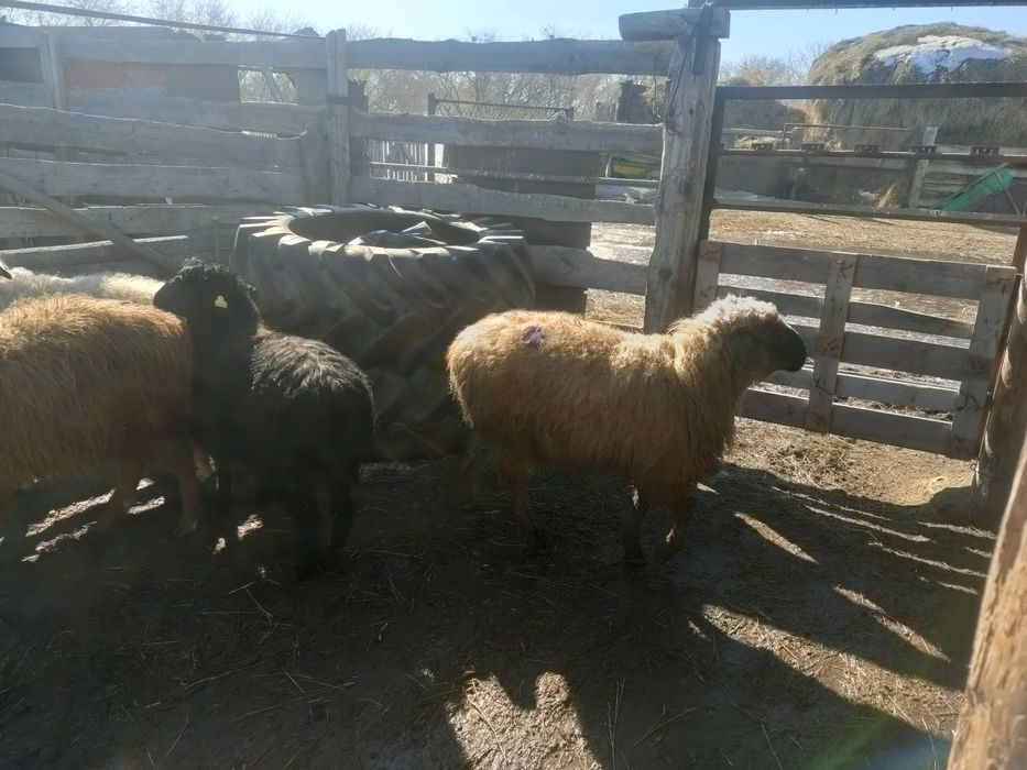 Продам баран , қой астам.