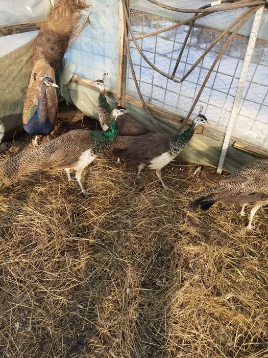 Pui de păun comuni  vârstă 4 luni 300 lei