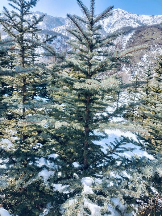 Ели голубые продам 2 метра