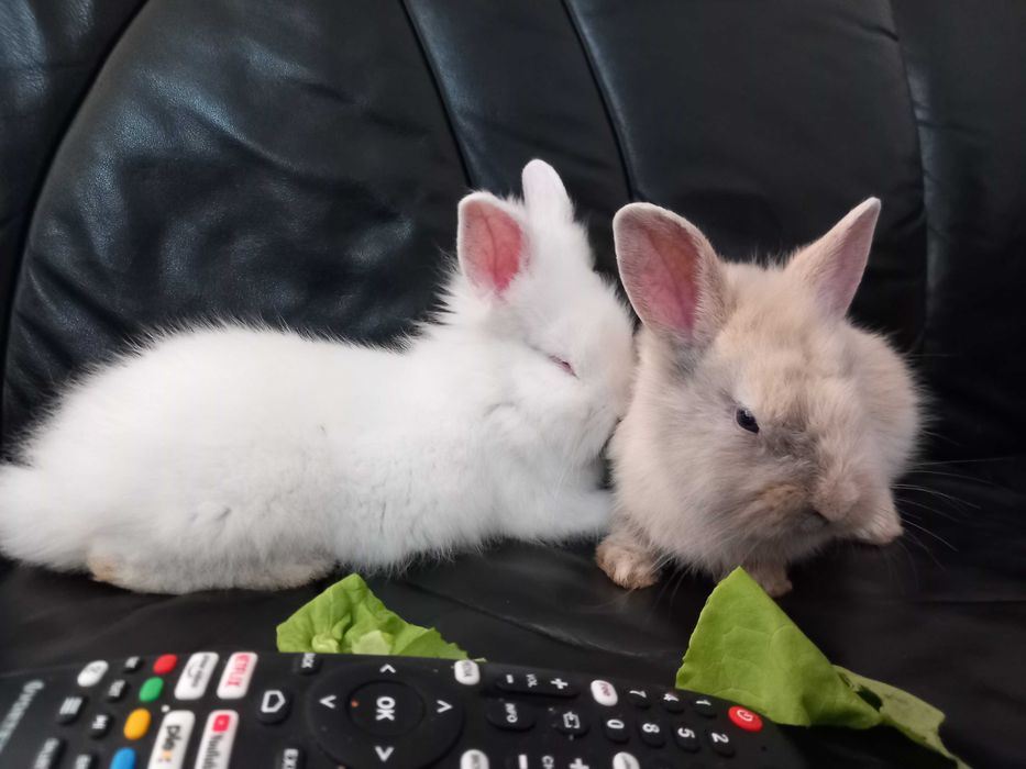vand iepuri talie mica de 8 saptamani